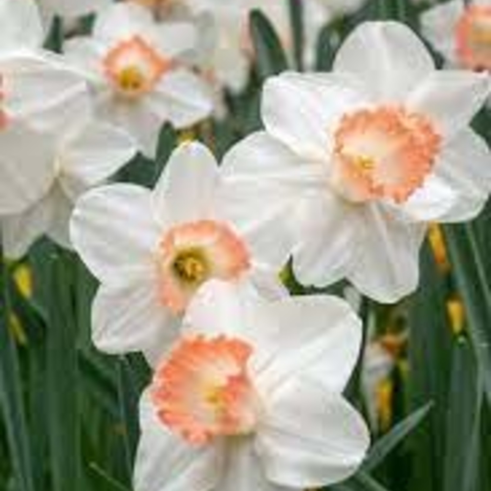 Community Outreach Daffodil BULB