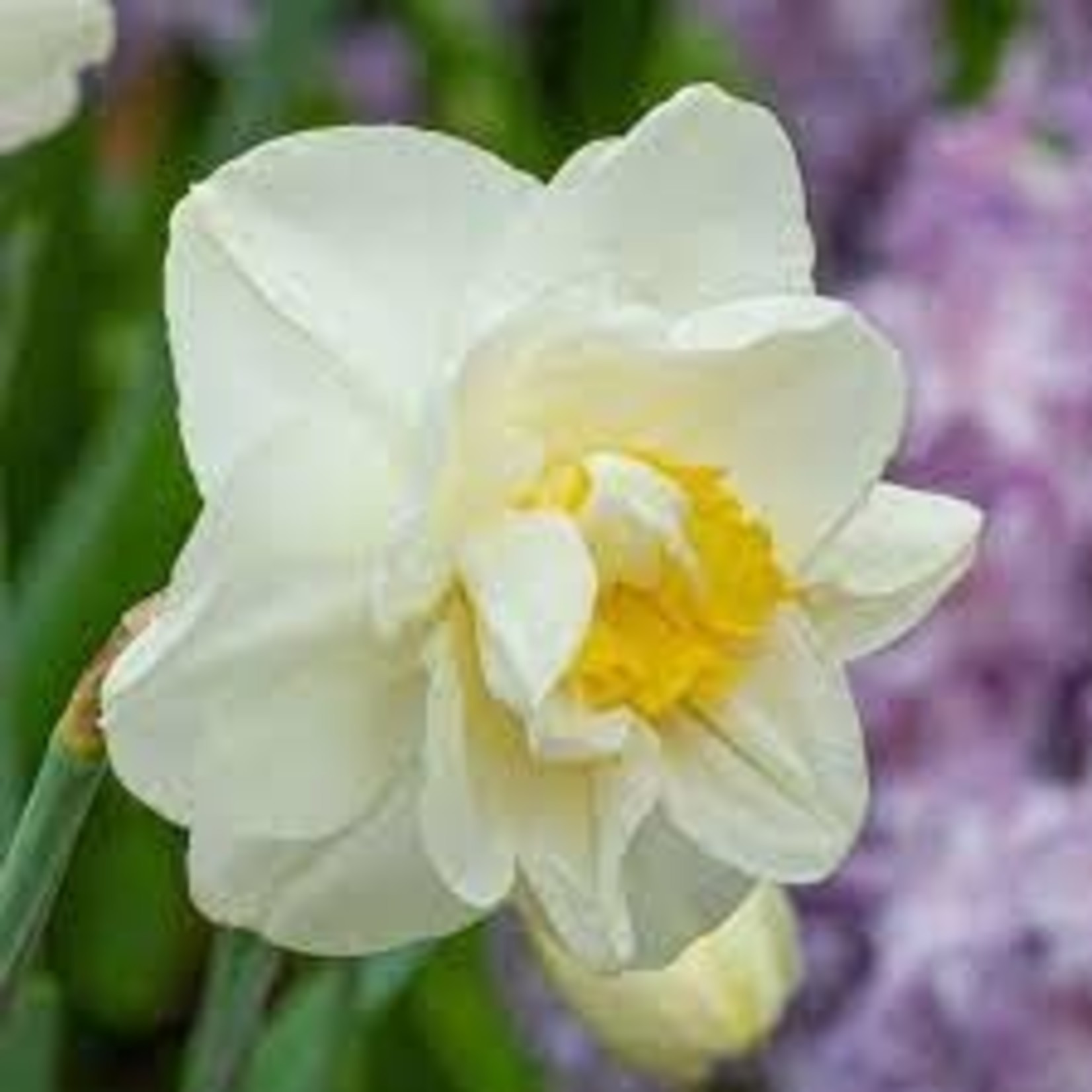 Community Outreach Daffodil BULB