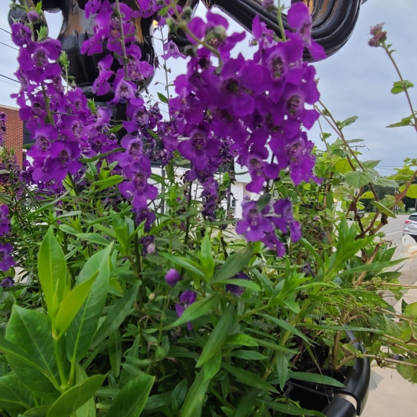 Community Outreach America In Bloom #GrowGrandRidge