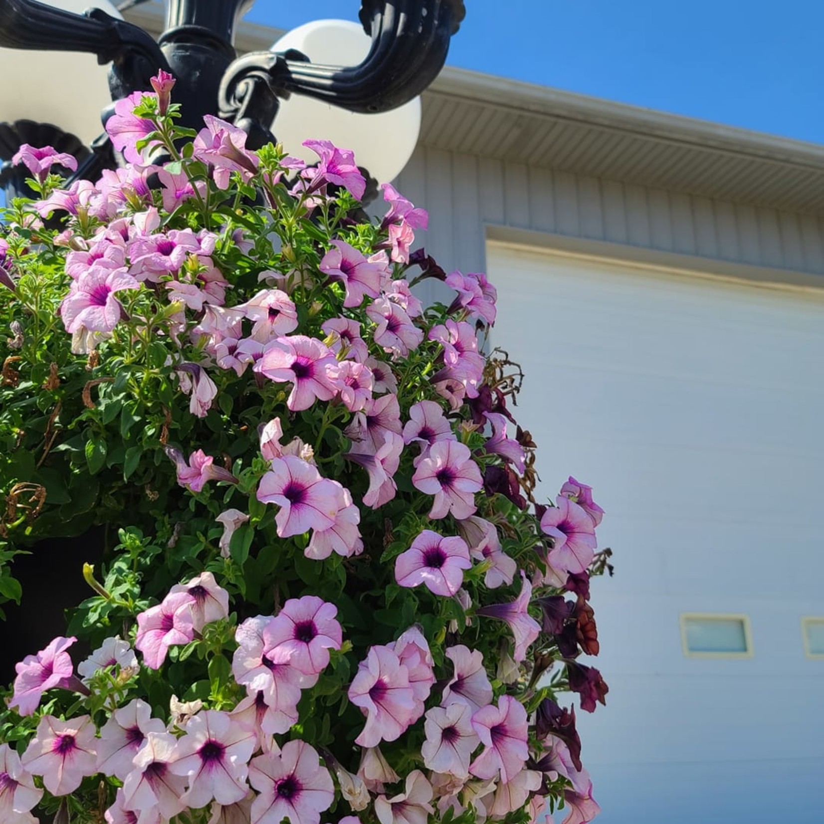 Community Outreach America In Bloom #GrowGrandRidge