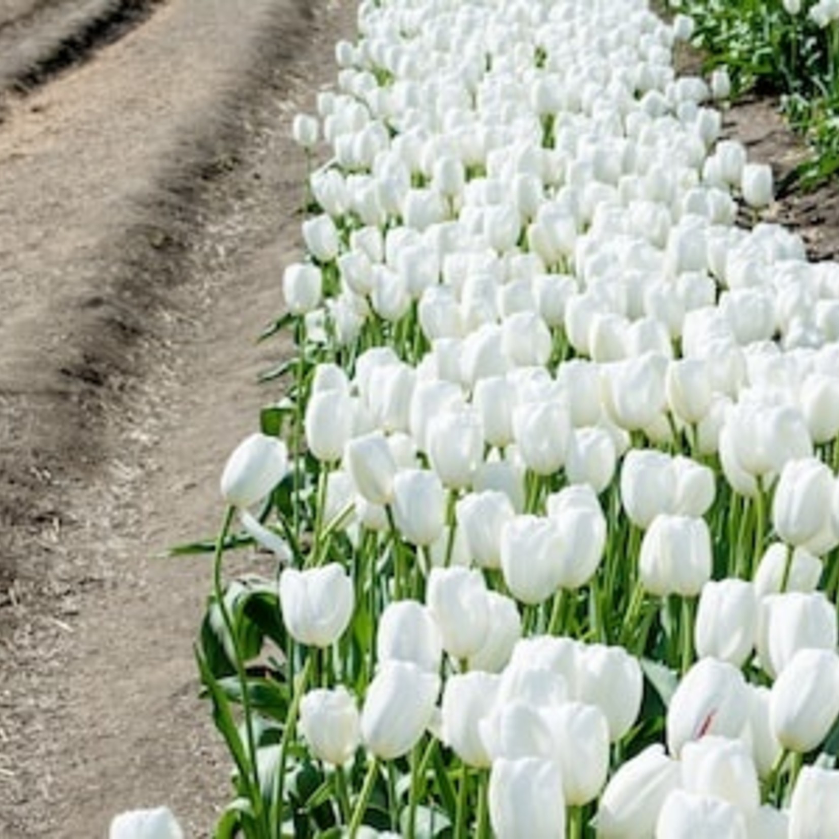 Community Outreach America In Bloom #GrowGrandRidge