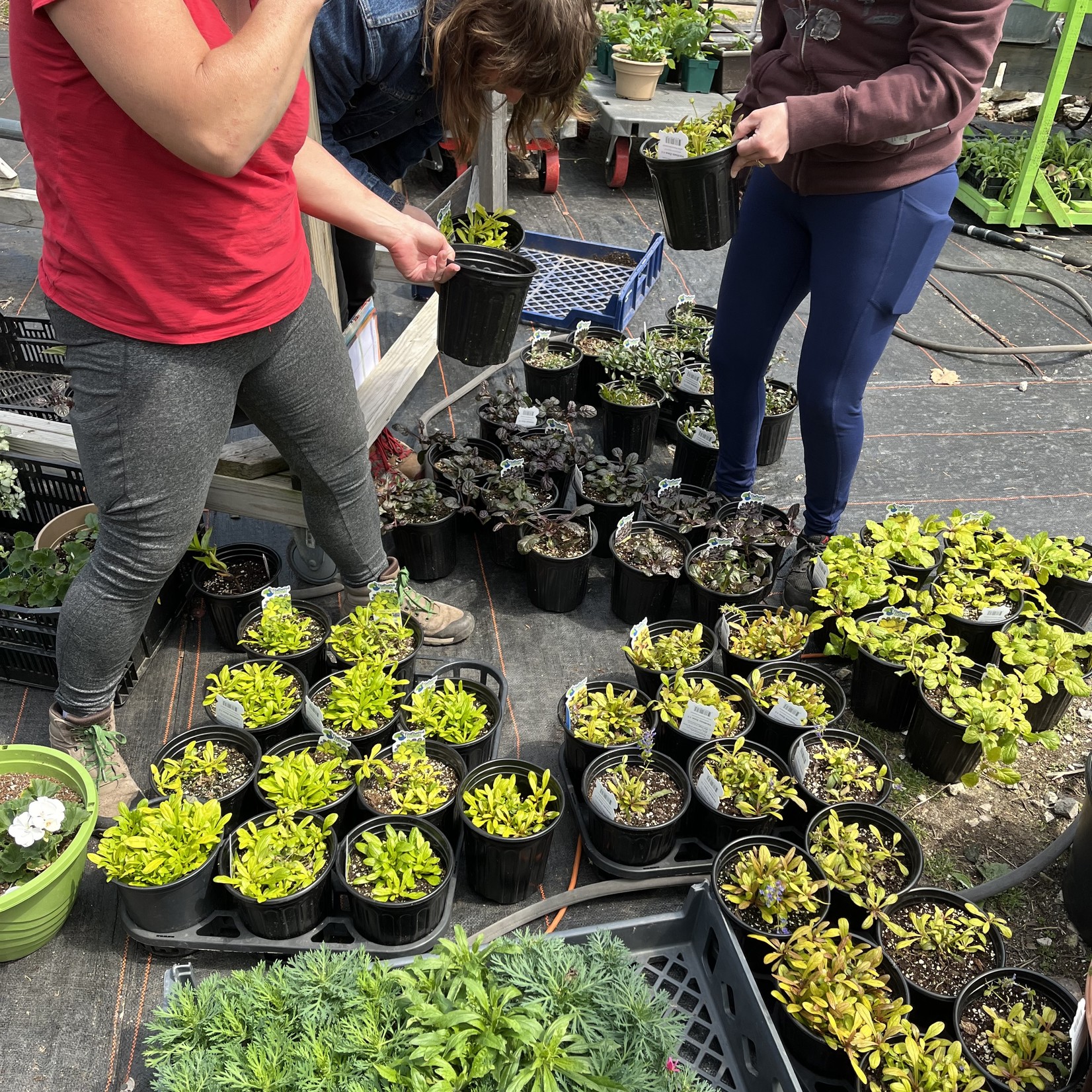 Community Outreach America In Bloom #GrowGrandRidge