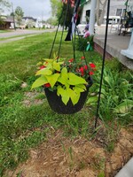 Backyard Blooms 12" Hanging Basket , Black