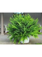 Metcalfe Kimberly Queen Fern