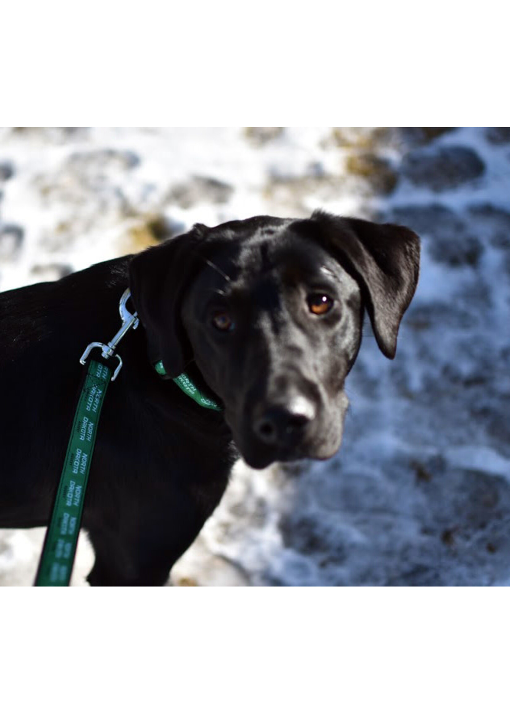 All Star Dogs North Dakota Hockey Pet 6' Pet Leash