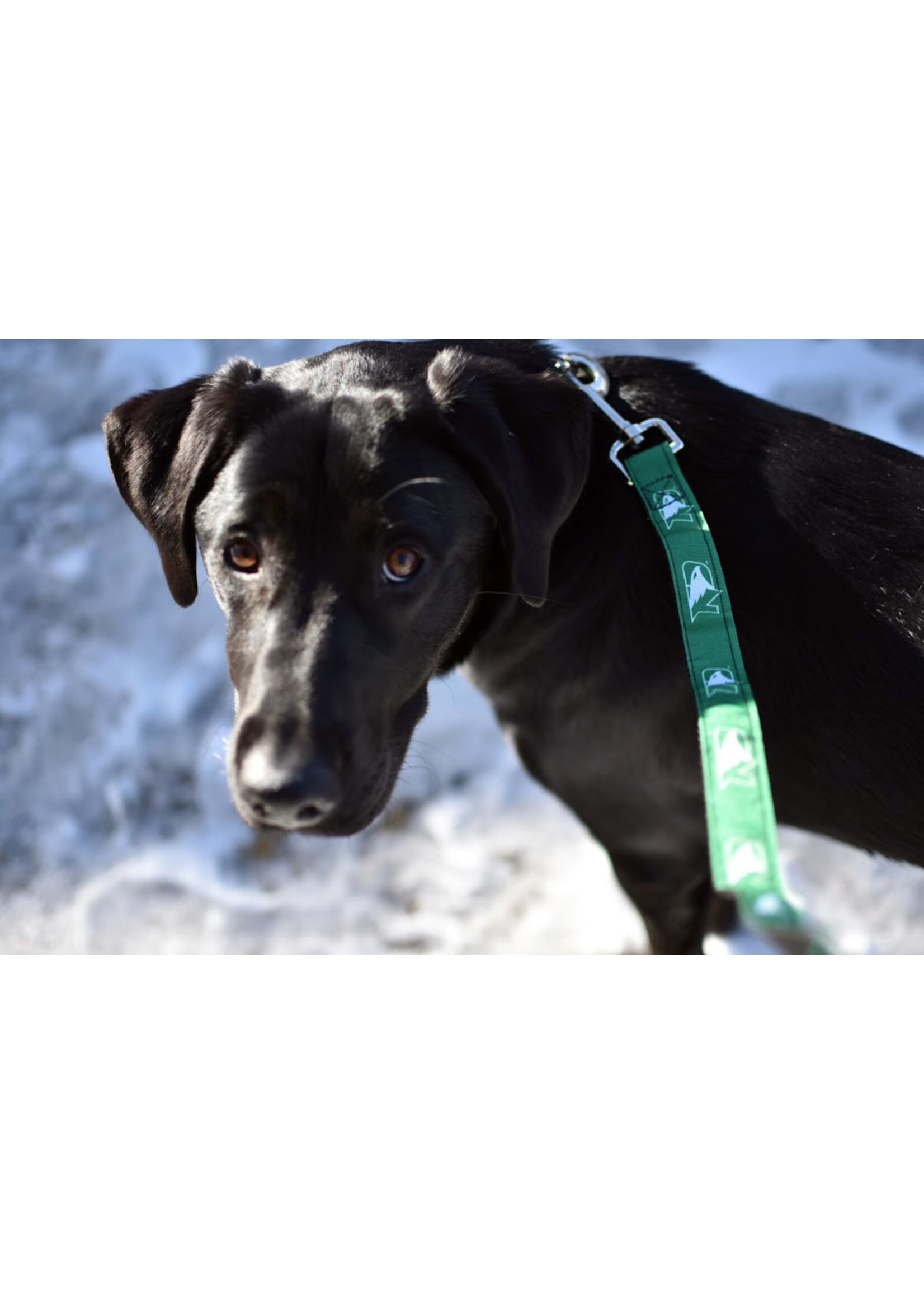 All Star Dogs Fighting Hawks  6' Pet Leash