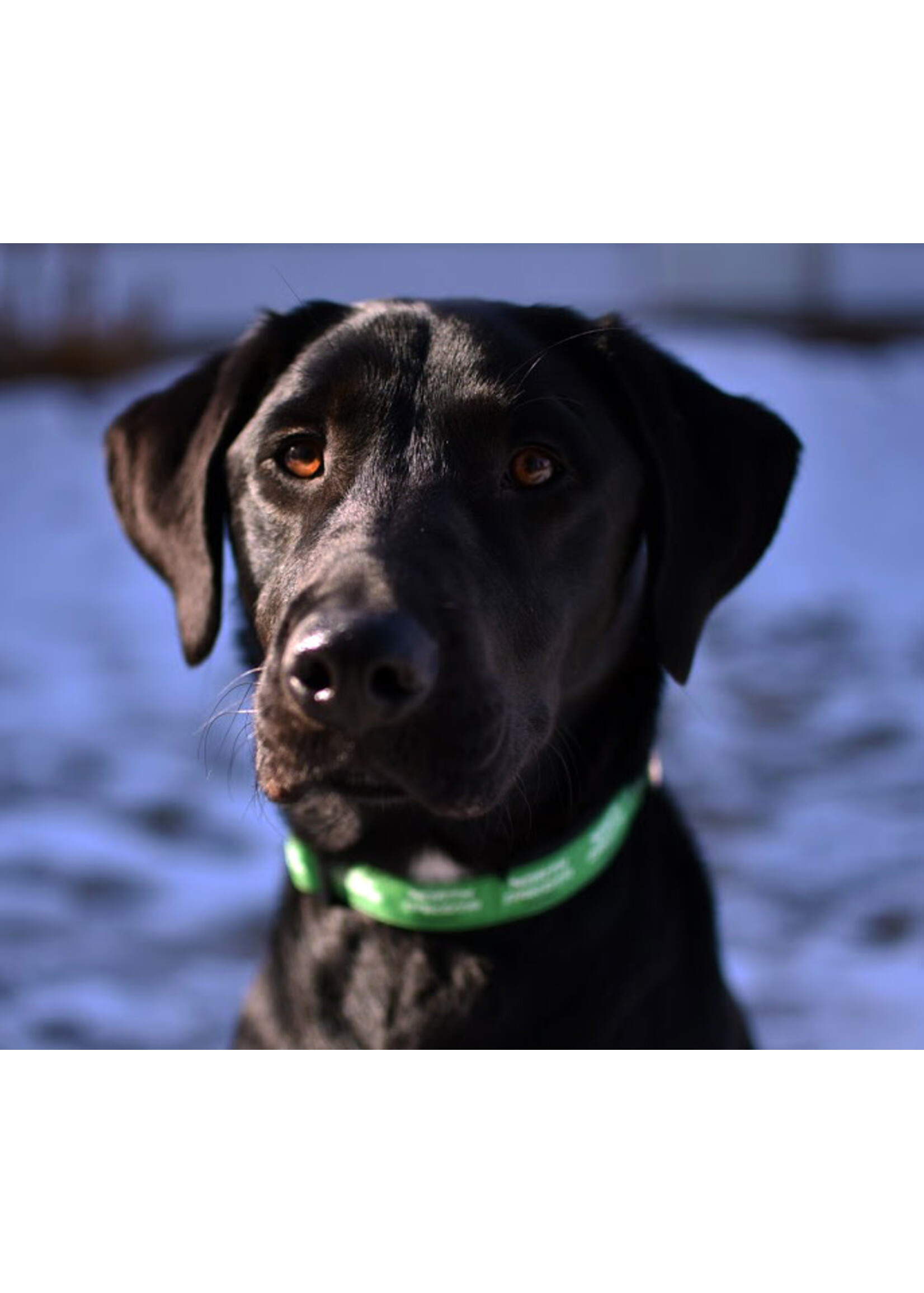 All Star Dogs UND Hockey Pet Collar