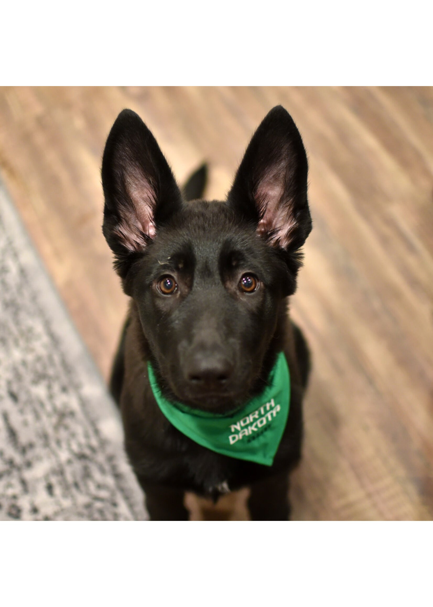 All Star Dogs UND Hockey Pet Bandanna