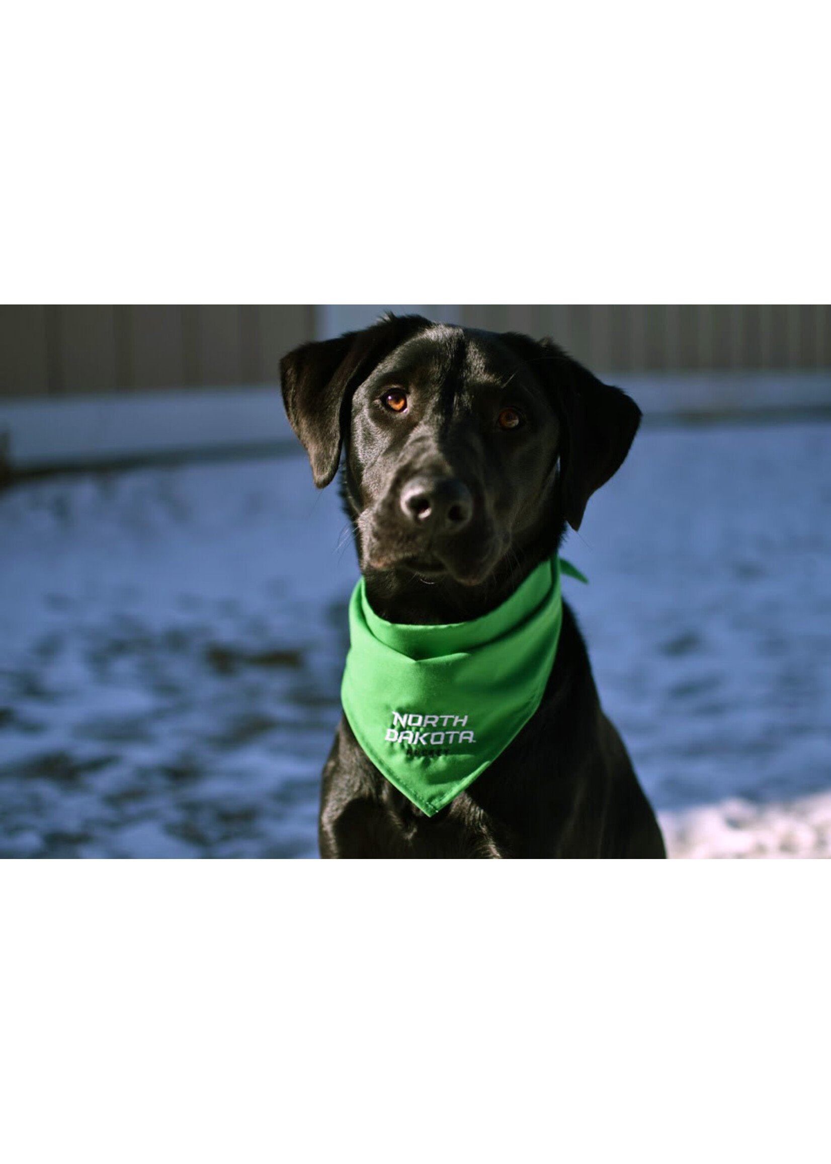 All Star Dogs UND Hockey Pet Bandanna