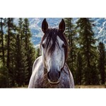 Equine