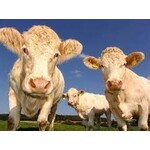 Cattle Supplies