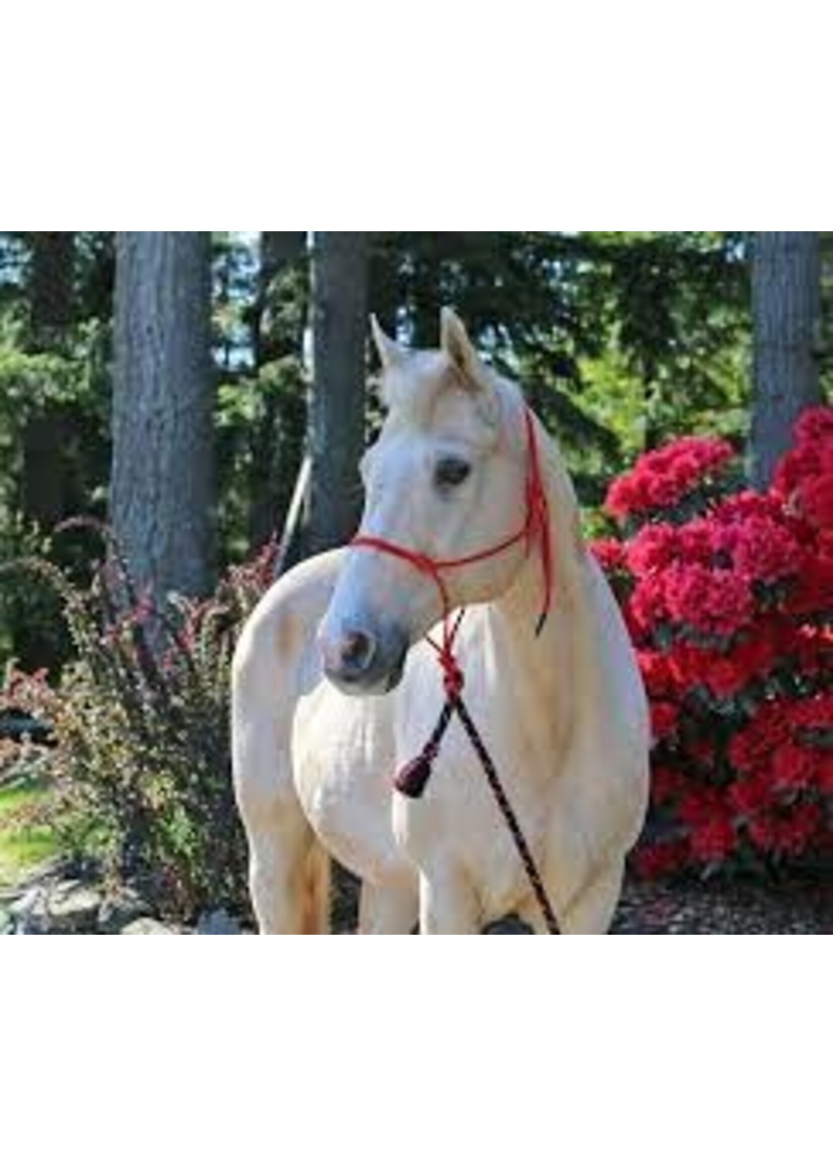 Burwash Horse Gear Burwash Natural Horse Rope Halter - Average -