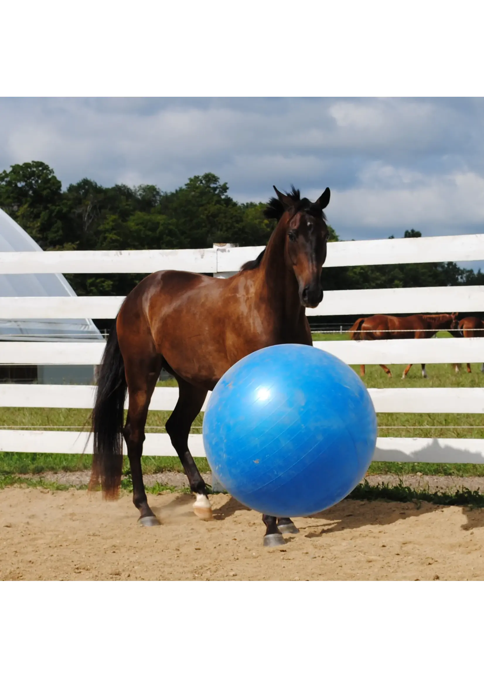 Horseman's Pride Mega Jolly Ball -