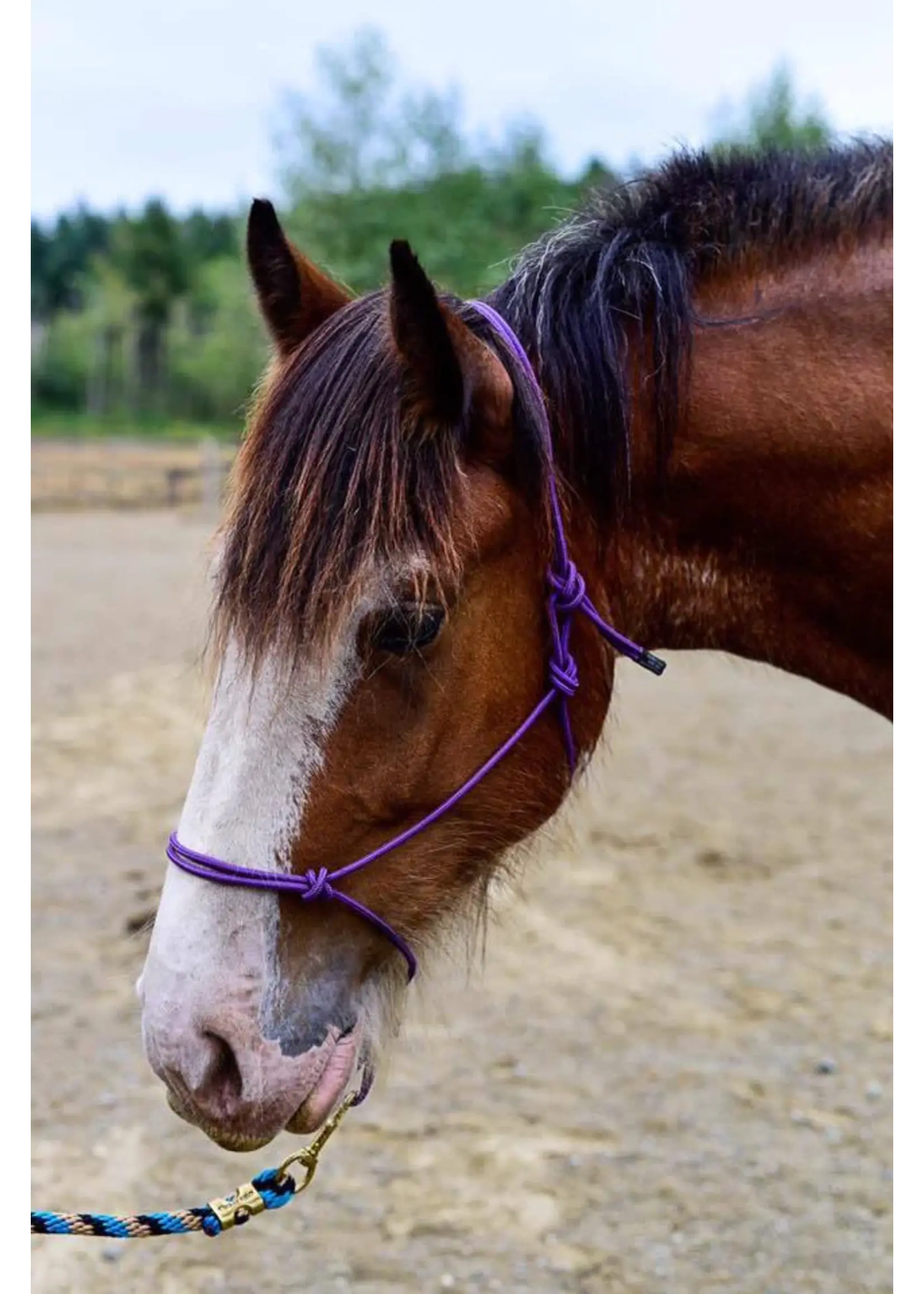 Burwash Horse Gear Burwash Natural Horse Rope Halter - Average -