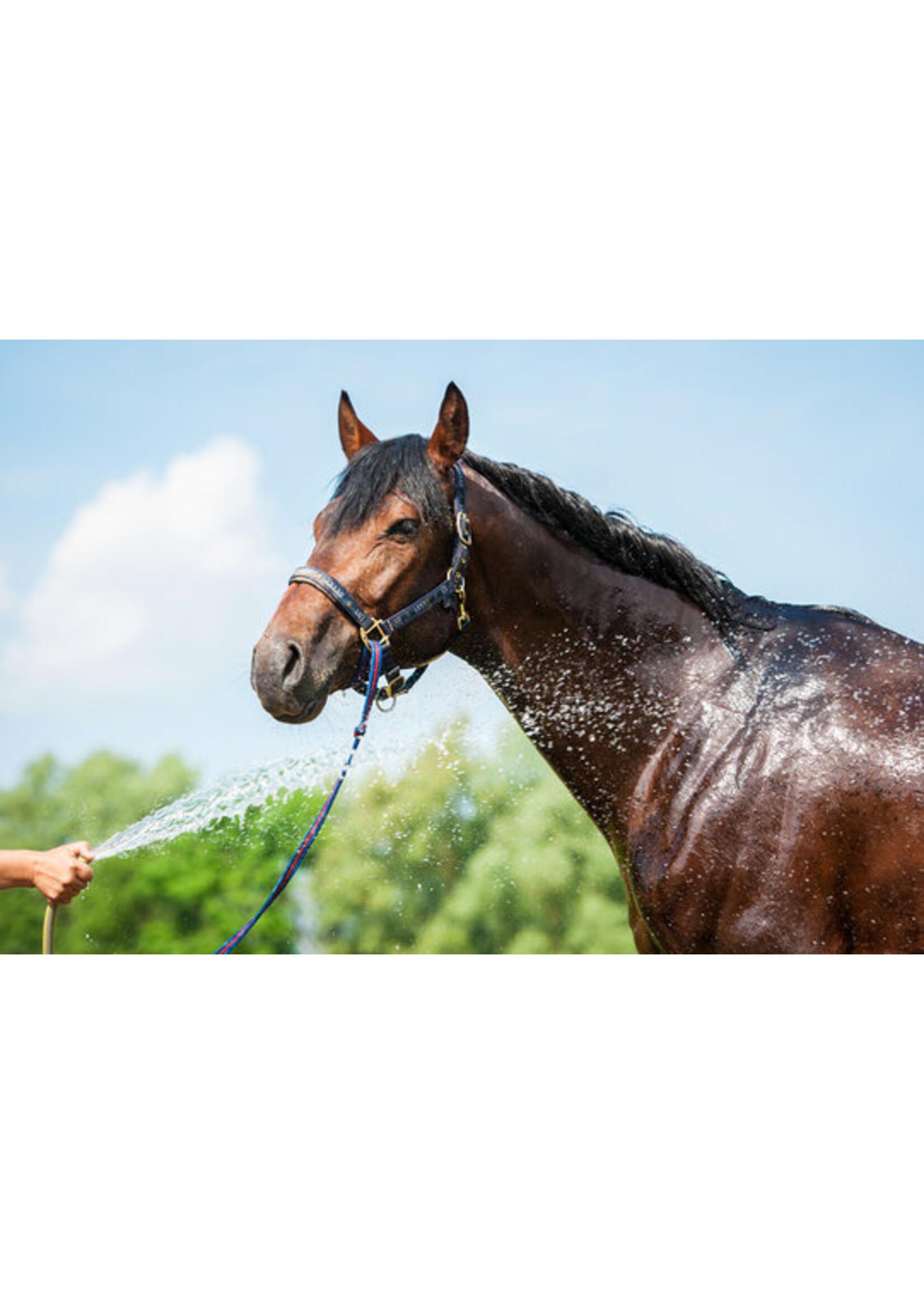 HyWash HyWash 1L Refill