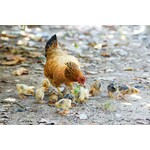 Poultry & Game Birds