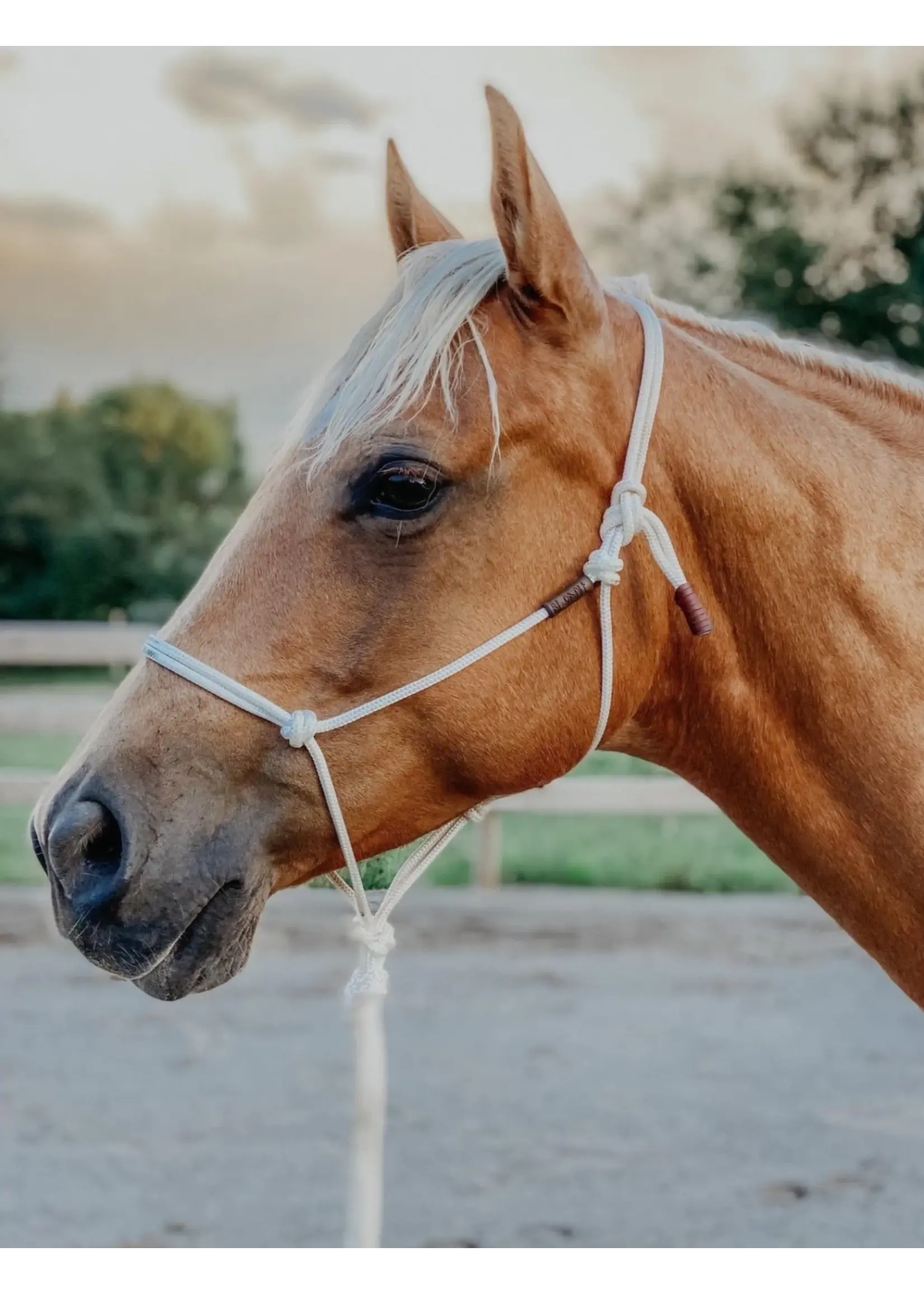 Burwash Horse Gear Burwash Natural Horse Rope Halter - Average -