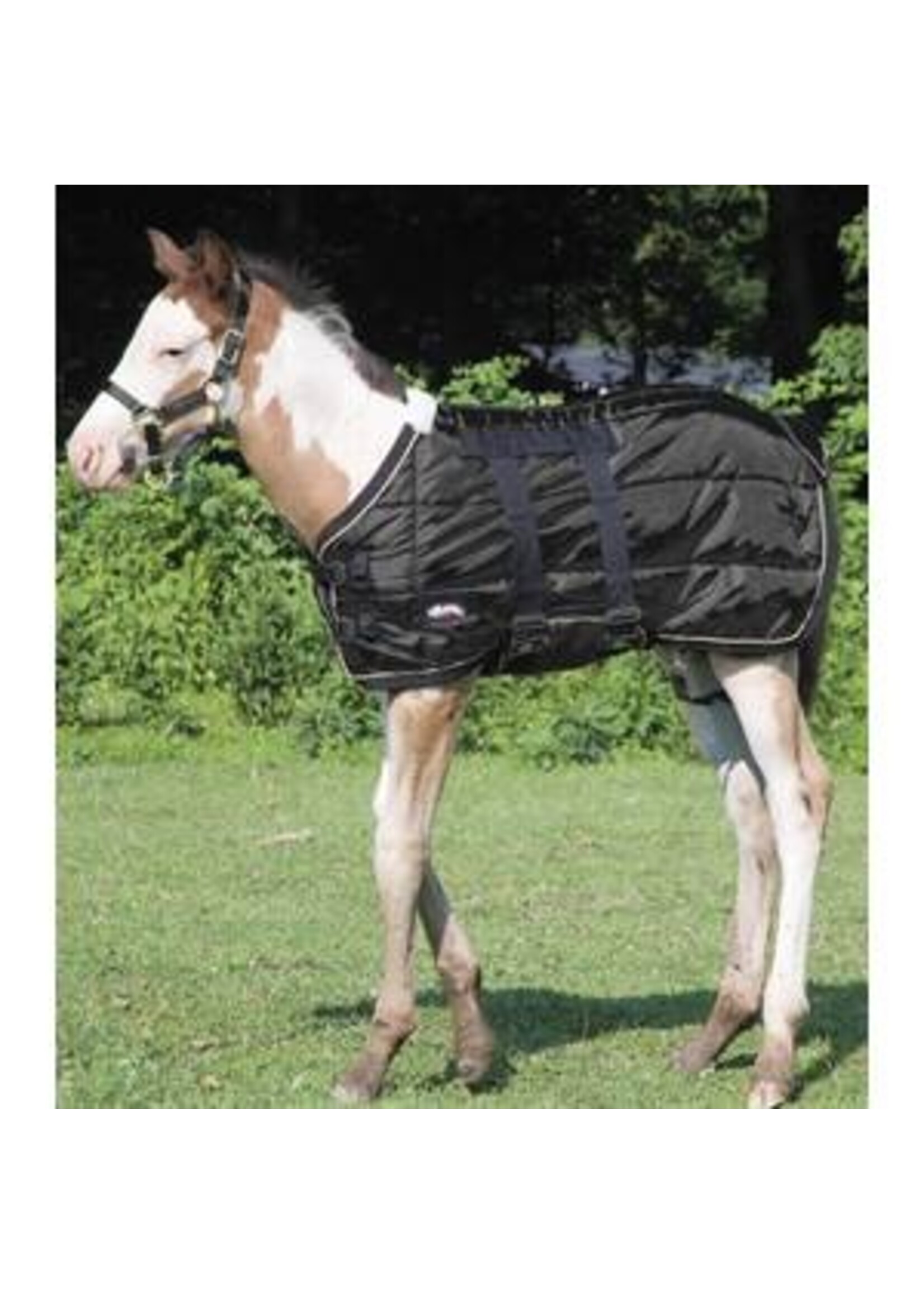 Weaver Foal Blanket - Black