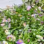 Pollinator Seed Pop - Song Bird