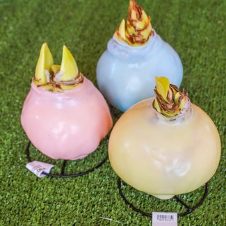 Let Em Bloom Pastel Amaryllis Bulbs