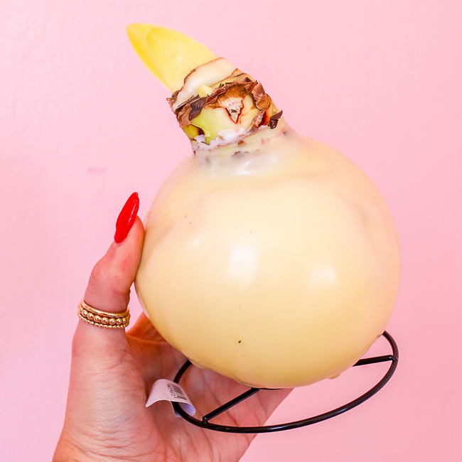 Pastel Amaryllis Bulbs