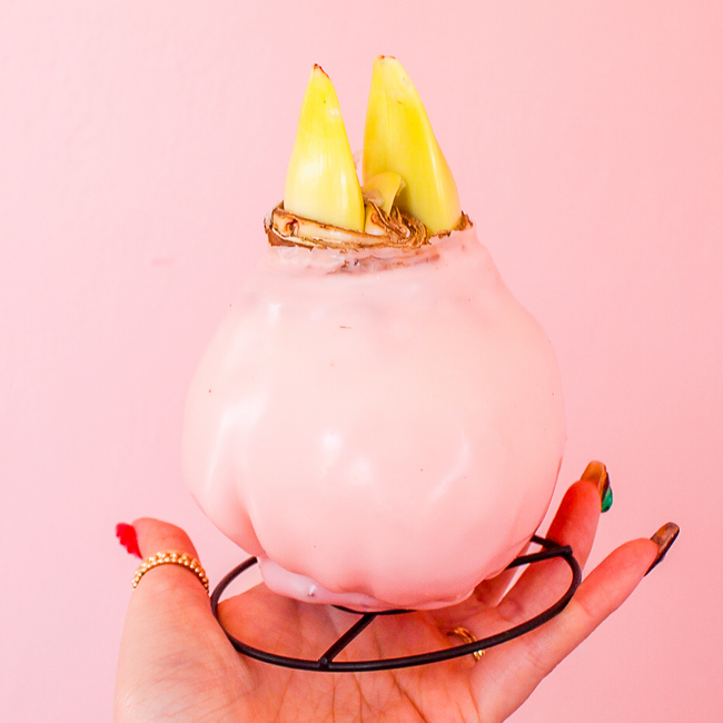 Pastel Amaryllis Bulbs