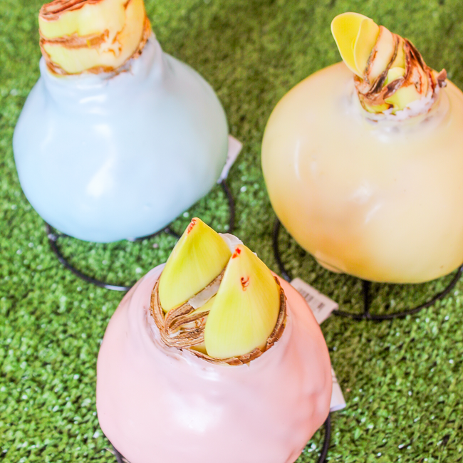 Pastel Amaryllis Bulbs