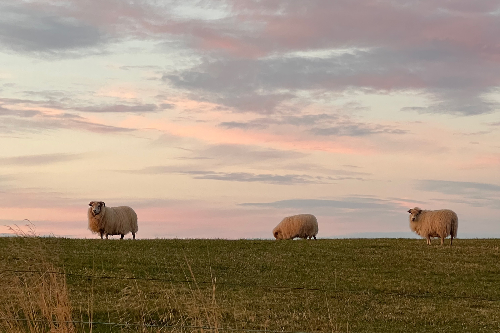 The Original Outerwear: Icelandic Wool