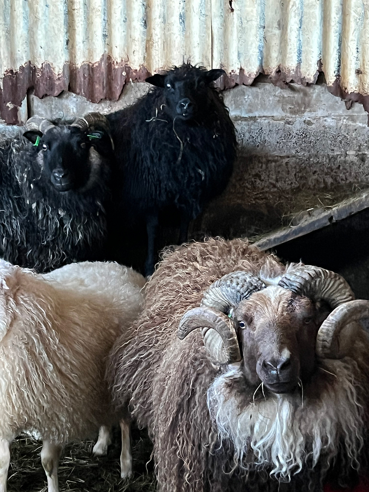 Icelandic Sheep at Austvadsholt farm. Photo by Elise Jones