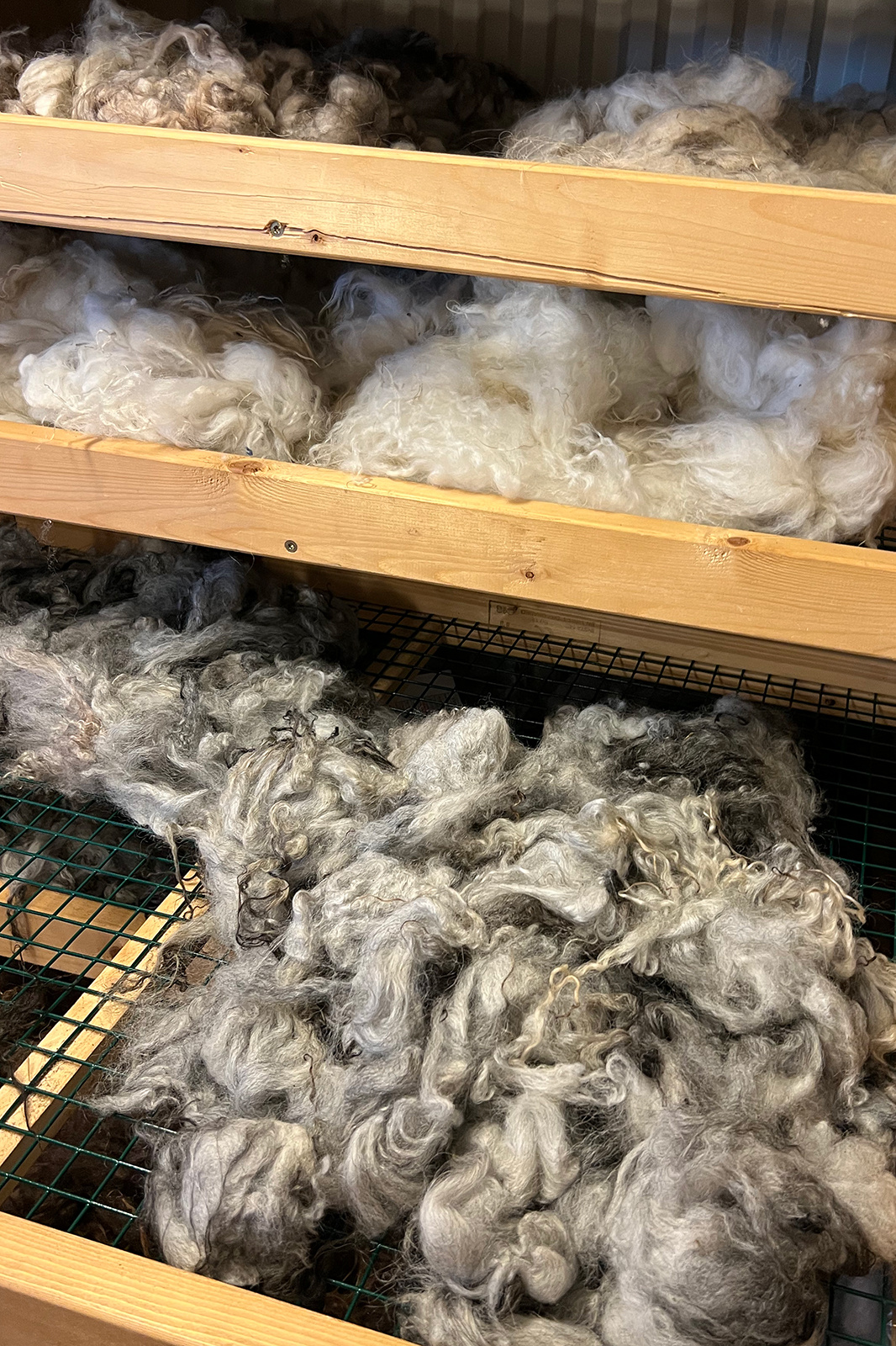 Sorted Icelandic wool at Uppspuni Mill. Photo by Elise Jones