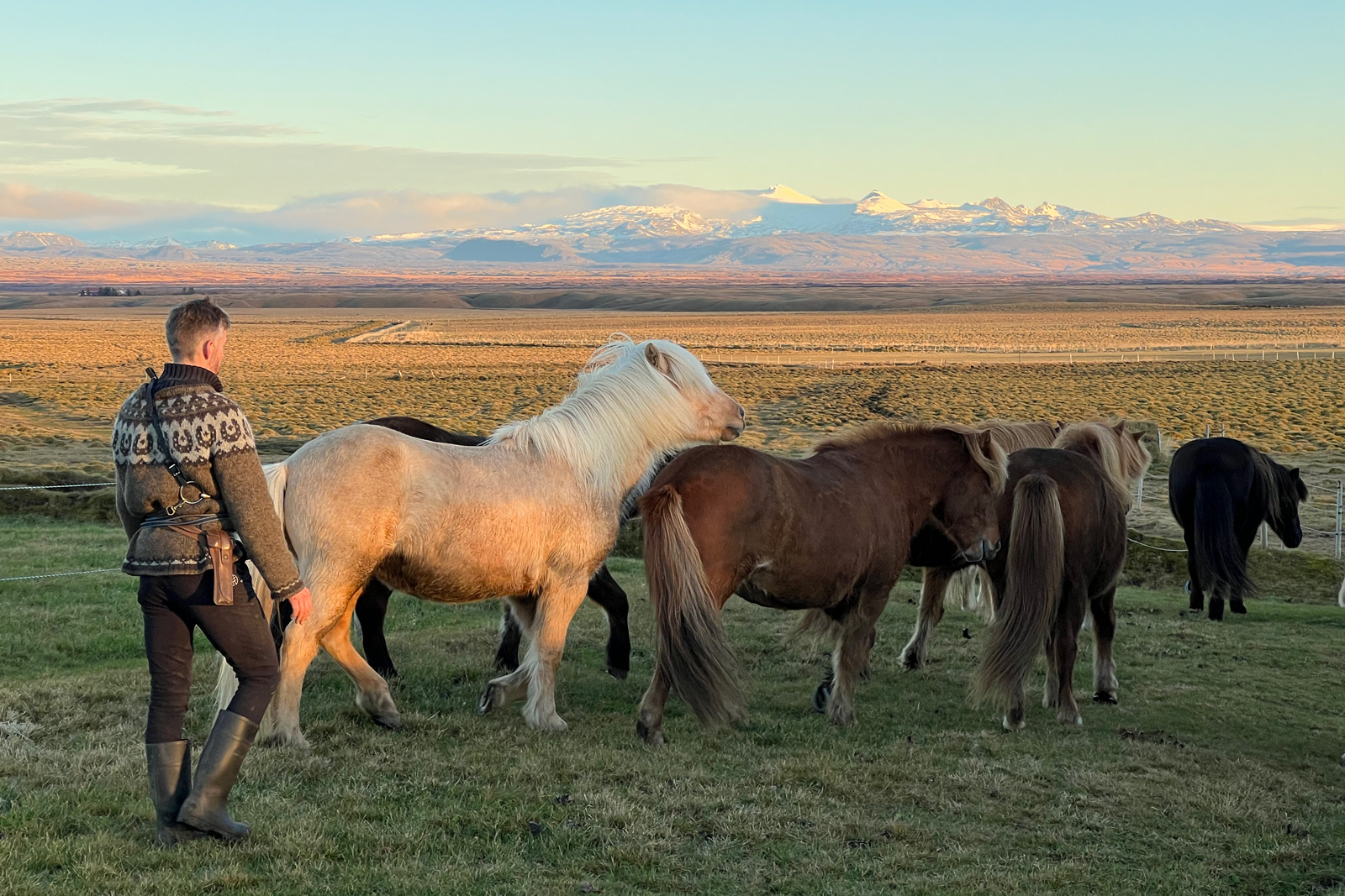 Stefnir and the Horses of Hekla. Photo by Elise Jones