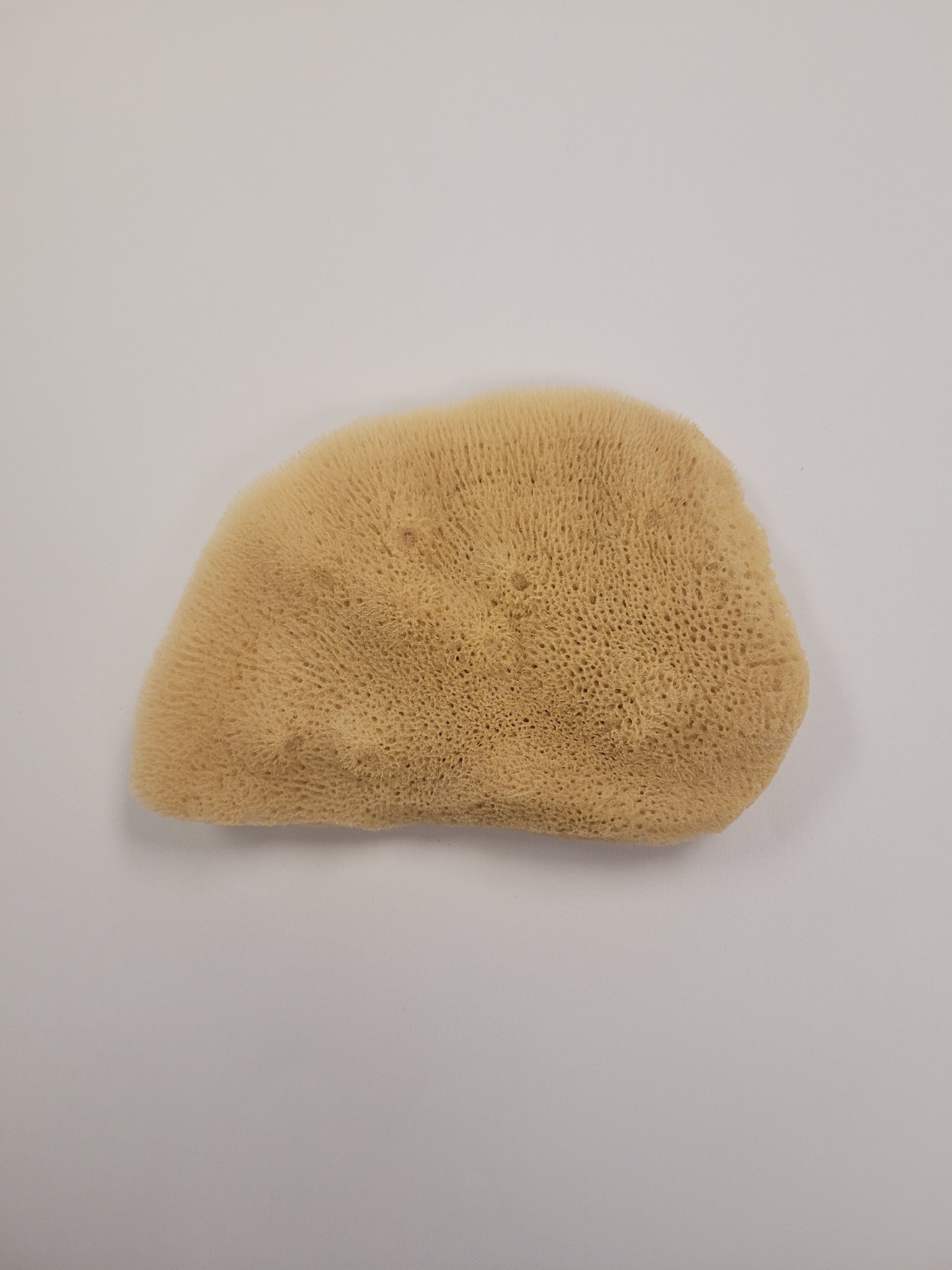Agean Sponge Elephant Ear Sponge - Large