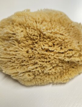 The Sponge Company Sea-Silk Sponge