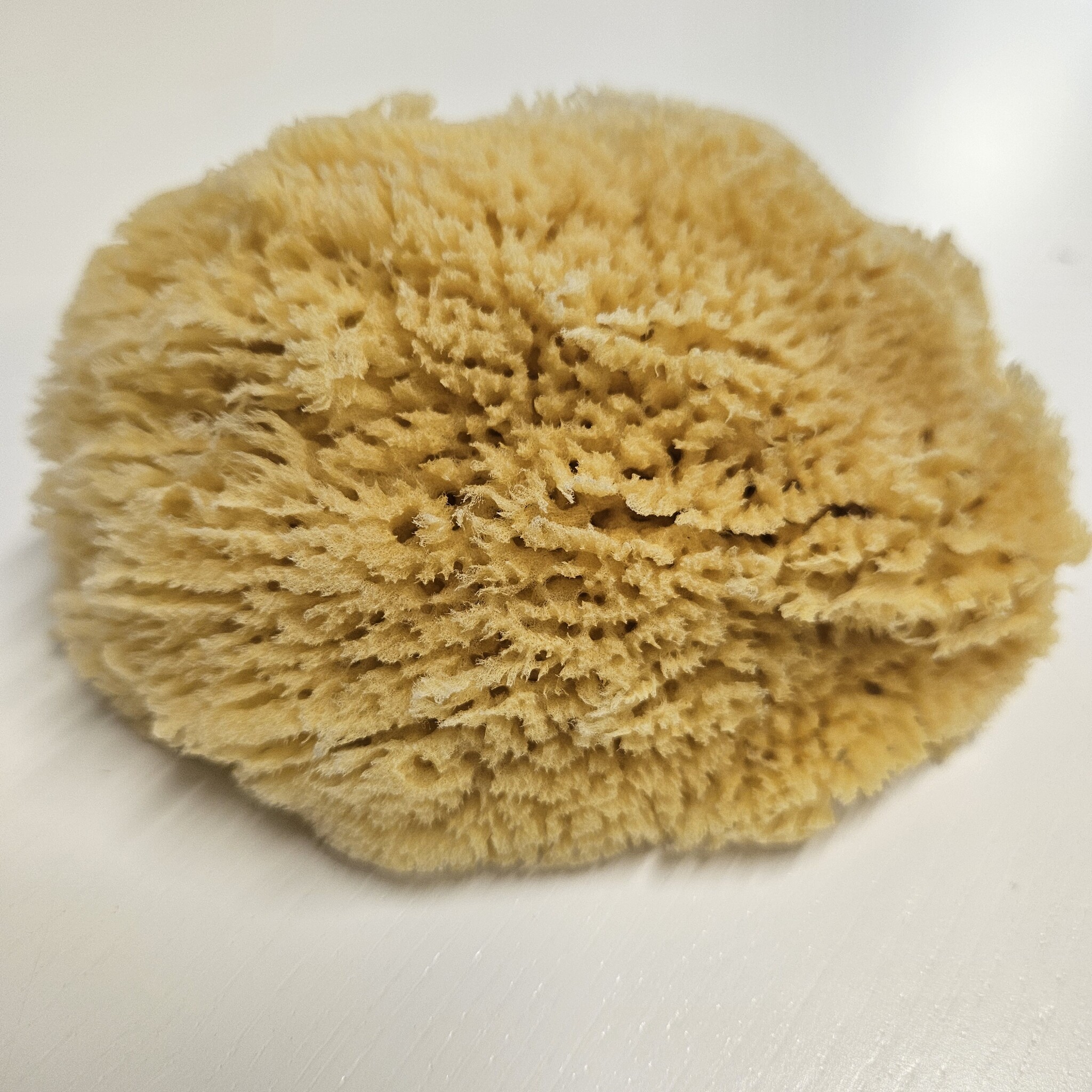 The Sponge Company Sea-Silk Sponge