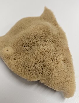 The Sponge Company Elephant Ear Sponge