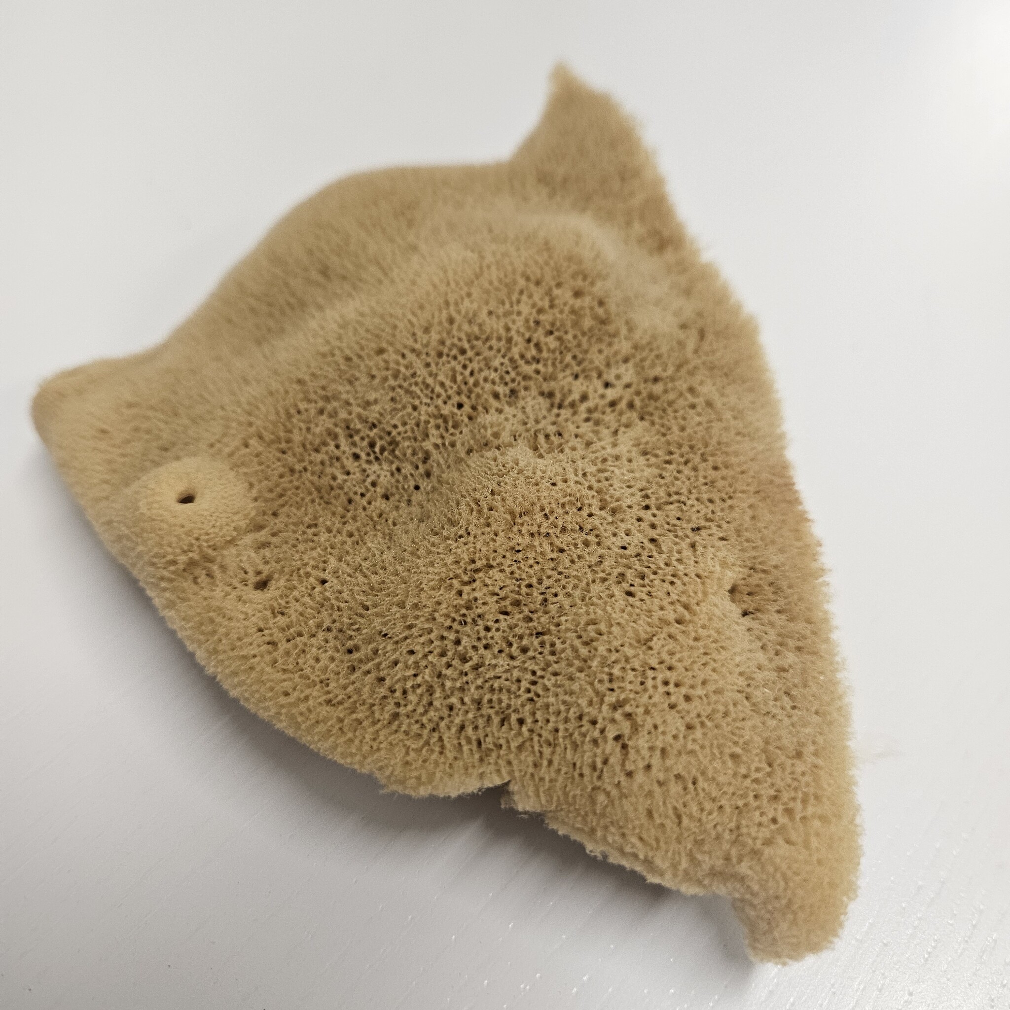 The Sponge Company Elephant Ear Sponge