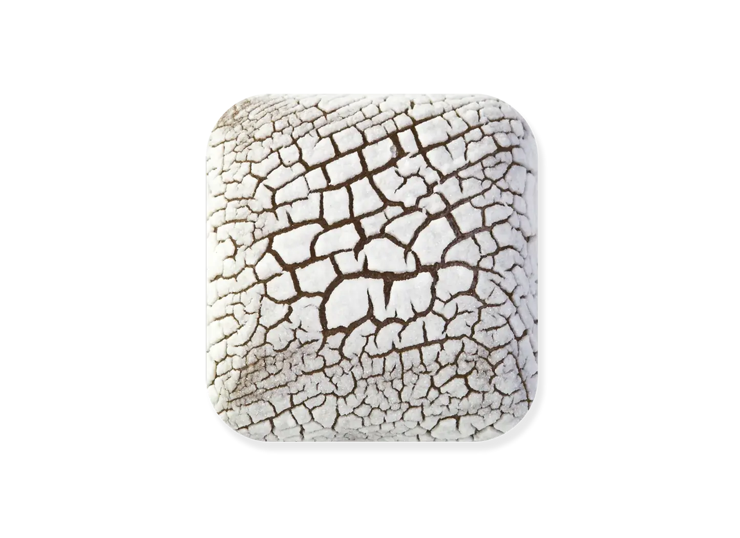 Laguna Clay Company DL-100 Dry Lake Fossil White Pint
