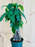 6” Money Tree