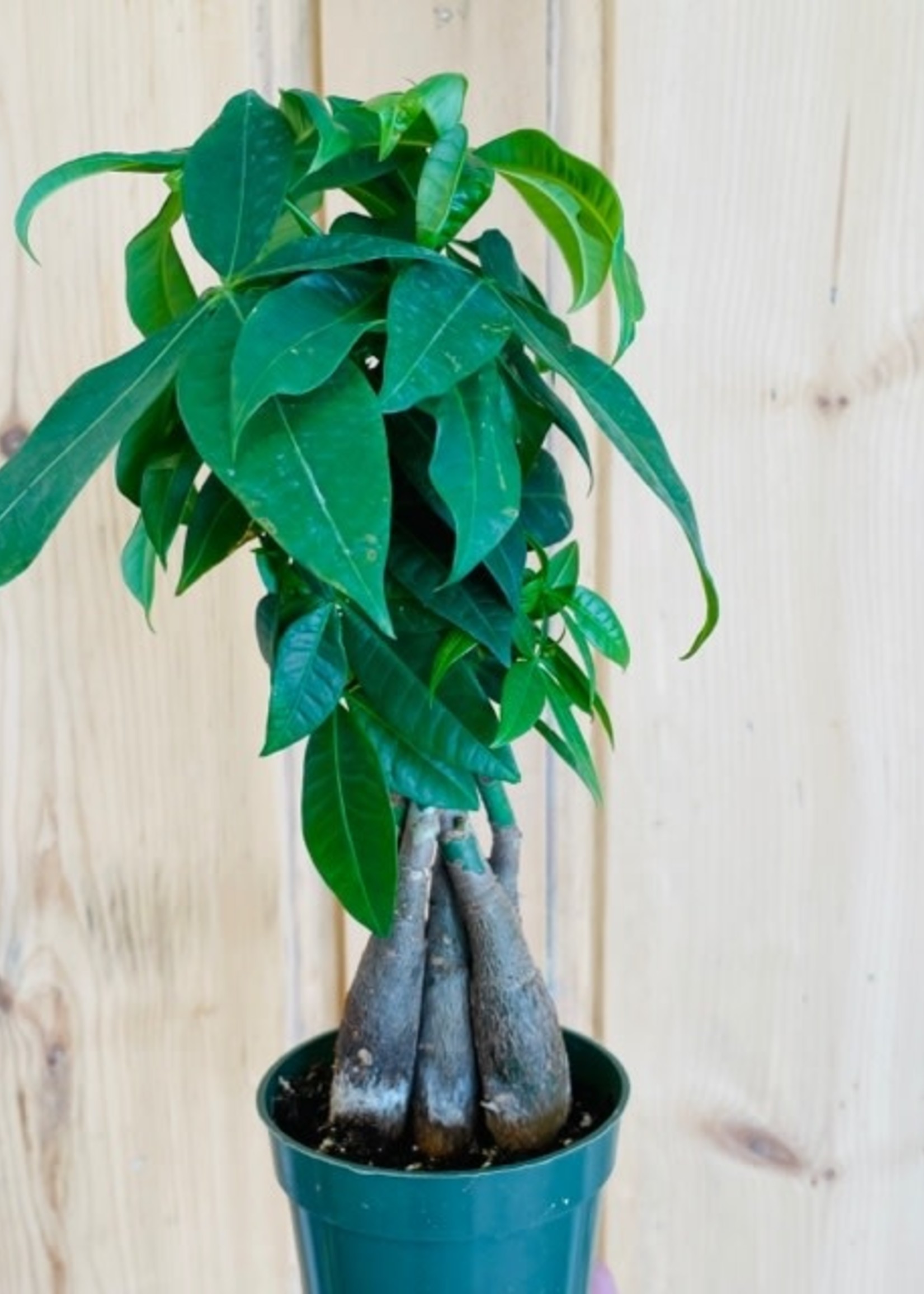 6” Money Tree