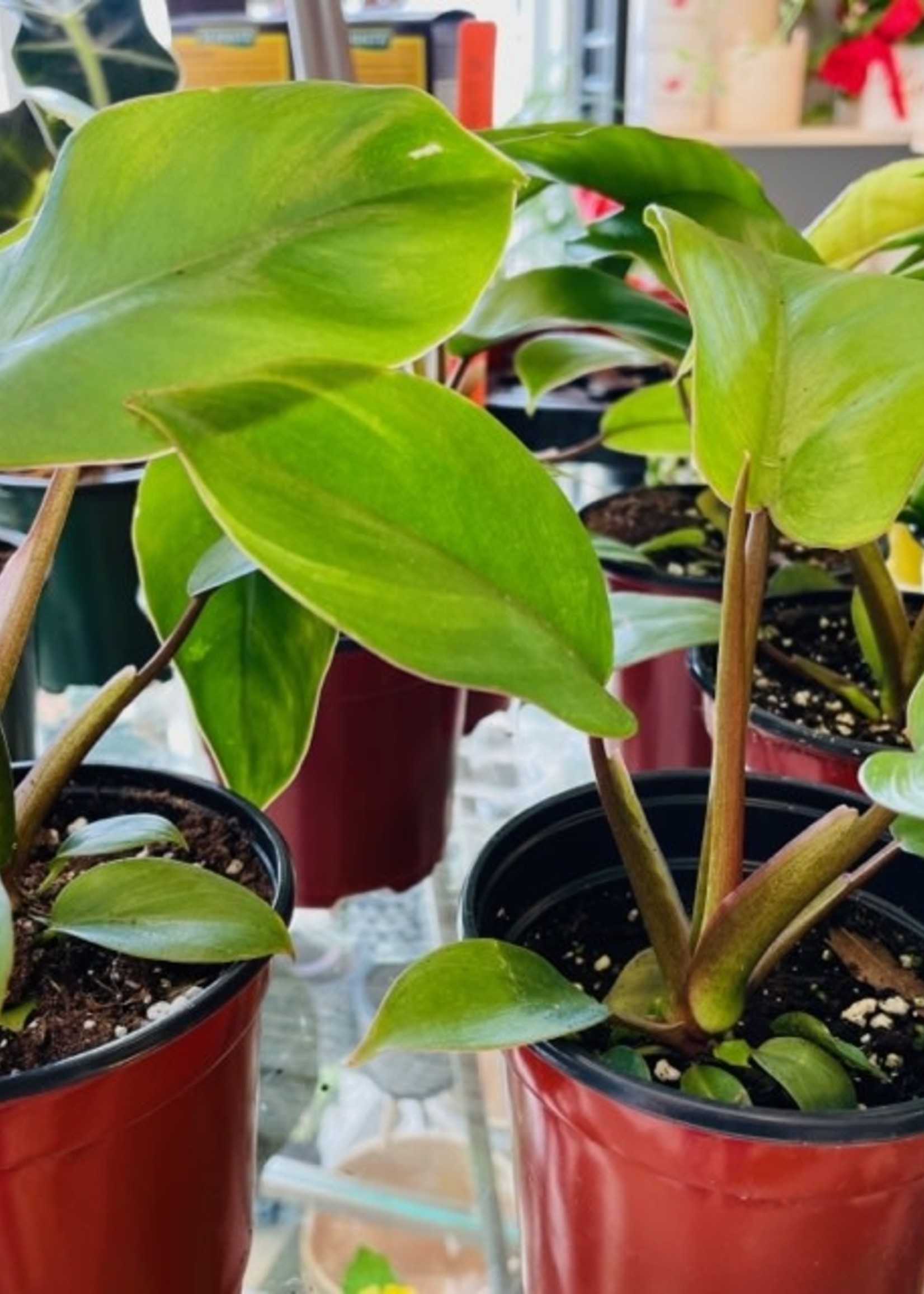 6” Philodendron Jungle Boogie