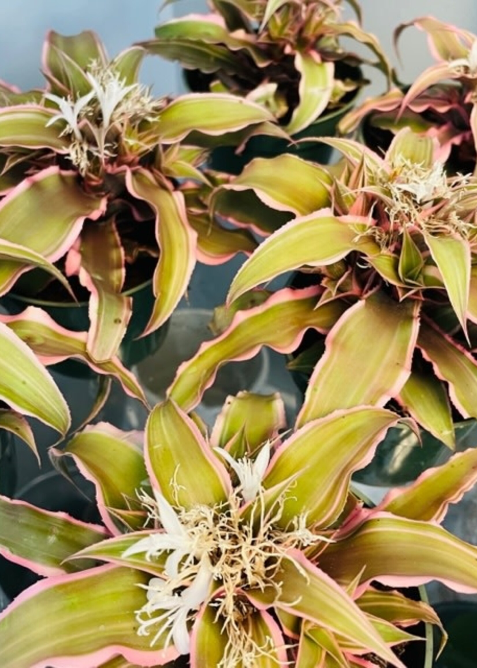 4” Cryptanthus
