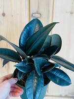 6” Ficus Burgandy