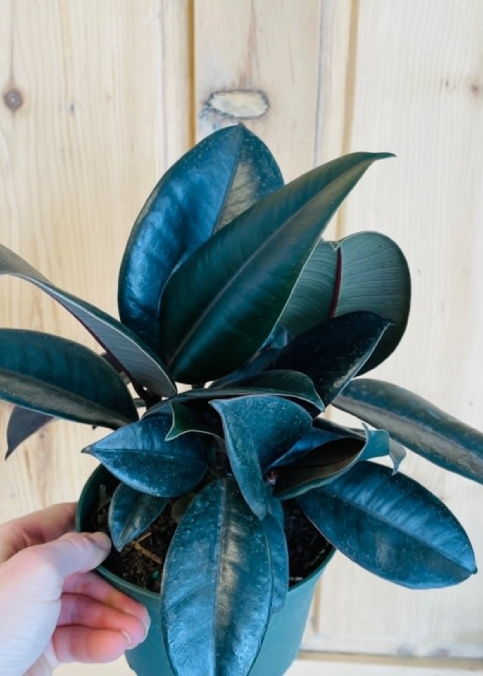6” Ficus Burgandy