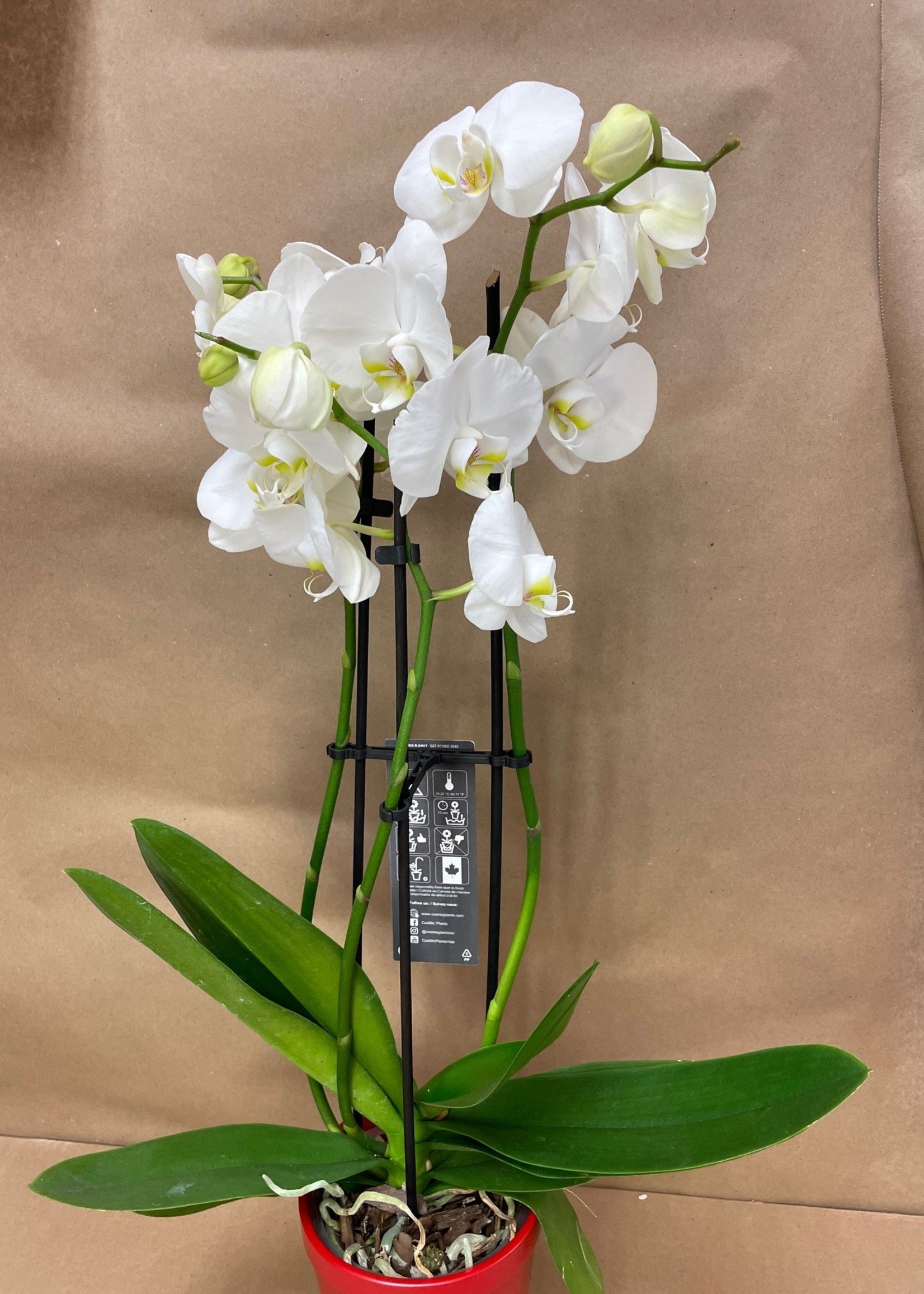 Potted Orchid - REDUCED