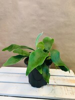 4'' Staghorn Fern