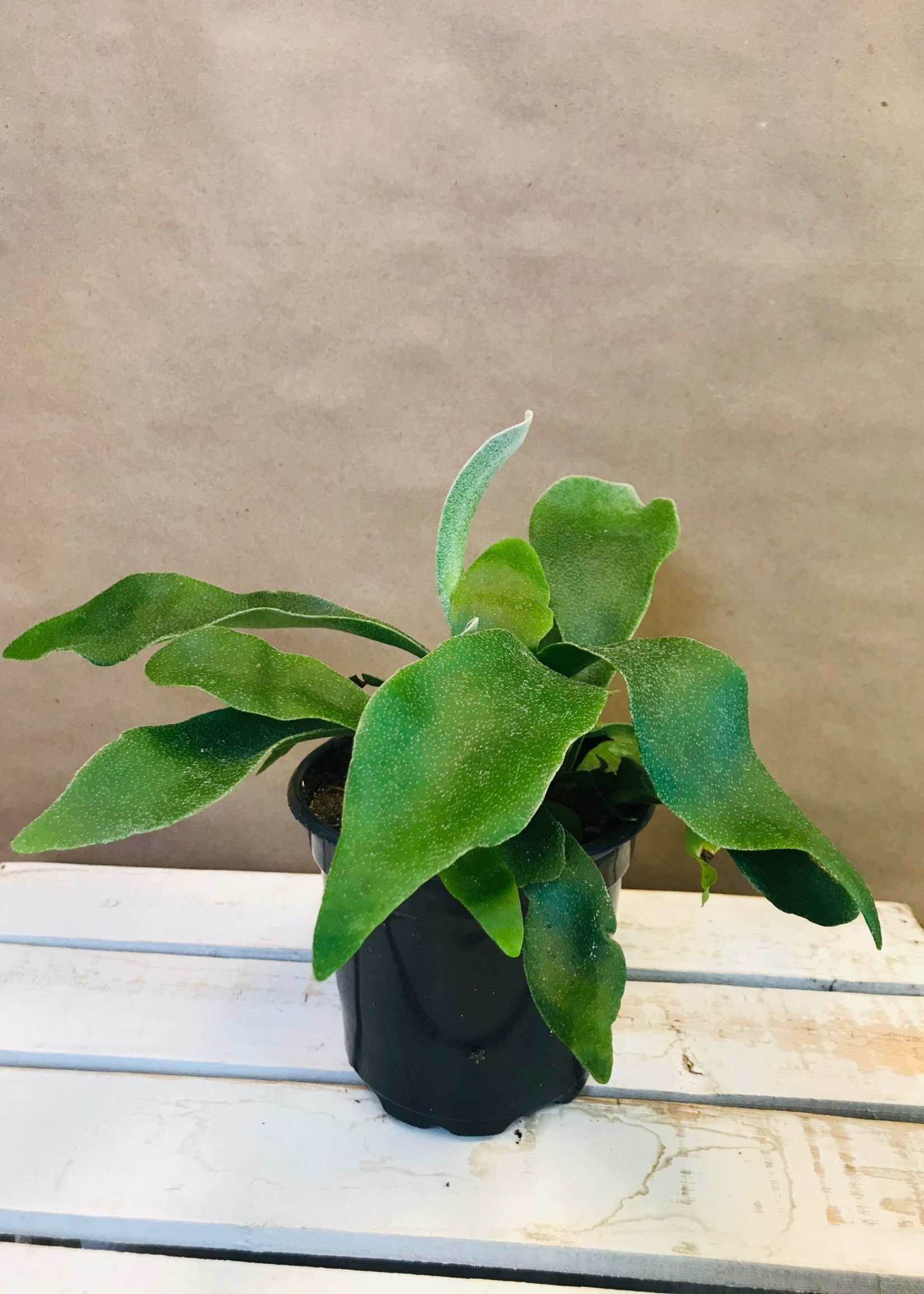 4'' Staghorn Fern