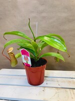 4'' Asian Pitcher Plant