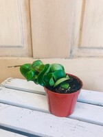 2.5'' Hoya Compacta (Hindu Rope)