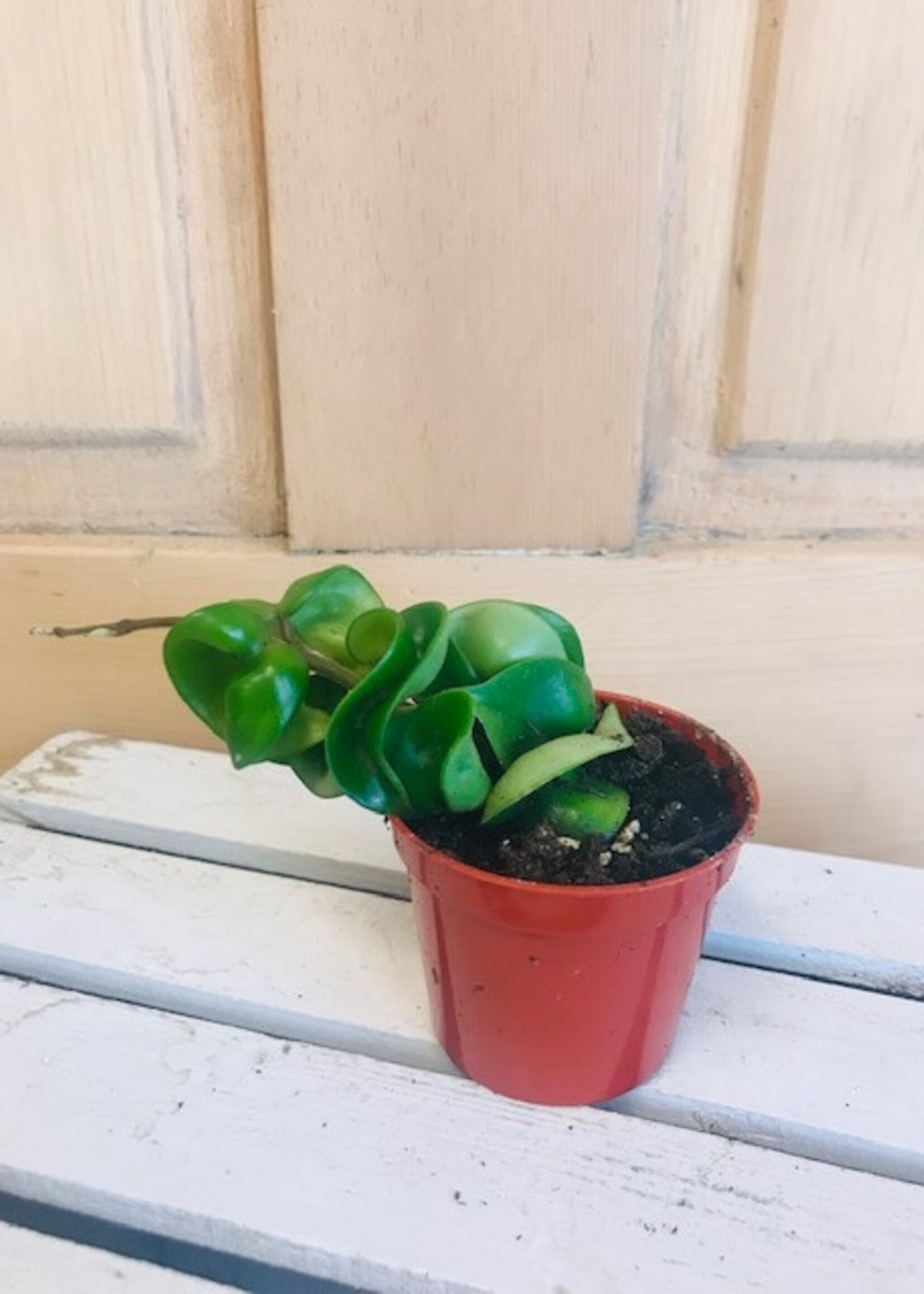 2.5'' Hoya Compacta (Hindu Rope)