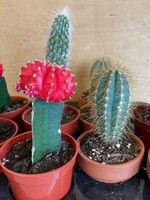 2.5'' Assorted Cactus